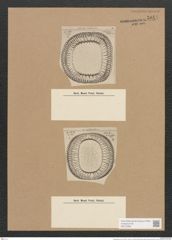 Campylodiscus sp. (de-Toni-Nr.: Genus 57, Species 2506) Zeichnungen Sammlung Grunow Nr. 5044 (NHMW-BOT-W0373264)